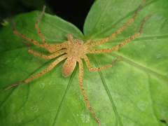 Heteropodinae