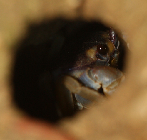 Hartnollius quadratus