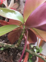 Pereskia