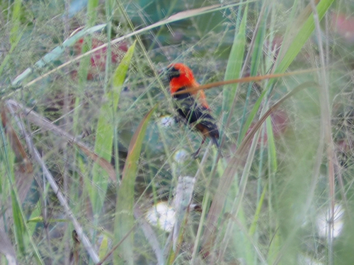 Black-winged Bishop