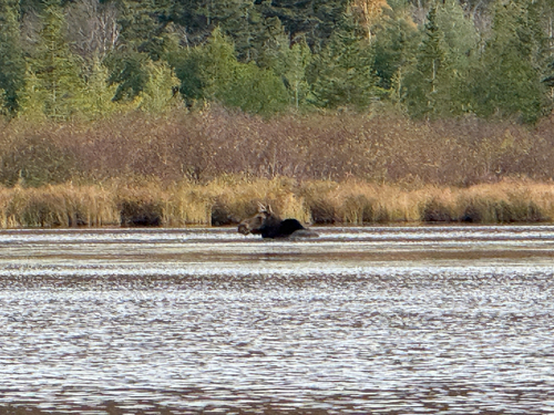 First West Branch Cutoff