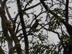 Anthracoceros coronatus