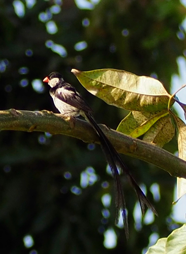 Pin-tailed Whydah