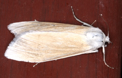 Scirpophaga