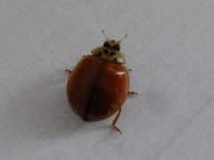Harmonia axyridis