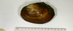 Sinanodonta lauta