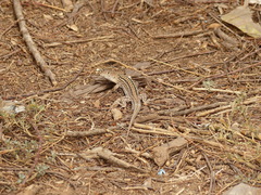 Acanthodactylus margaritae
