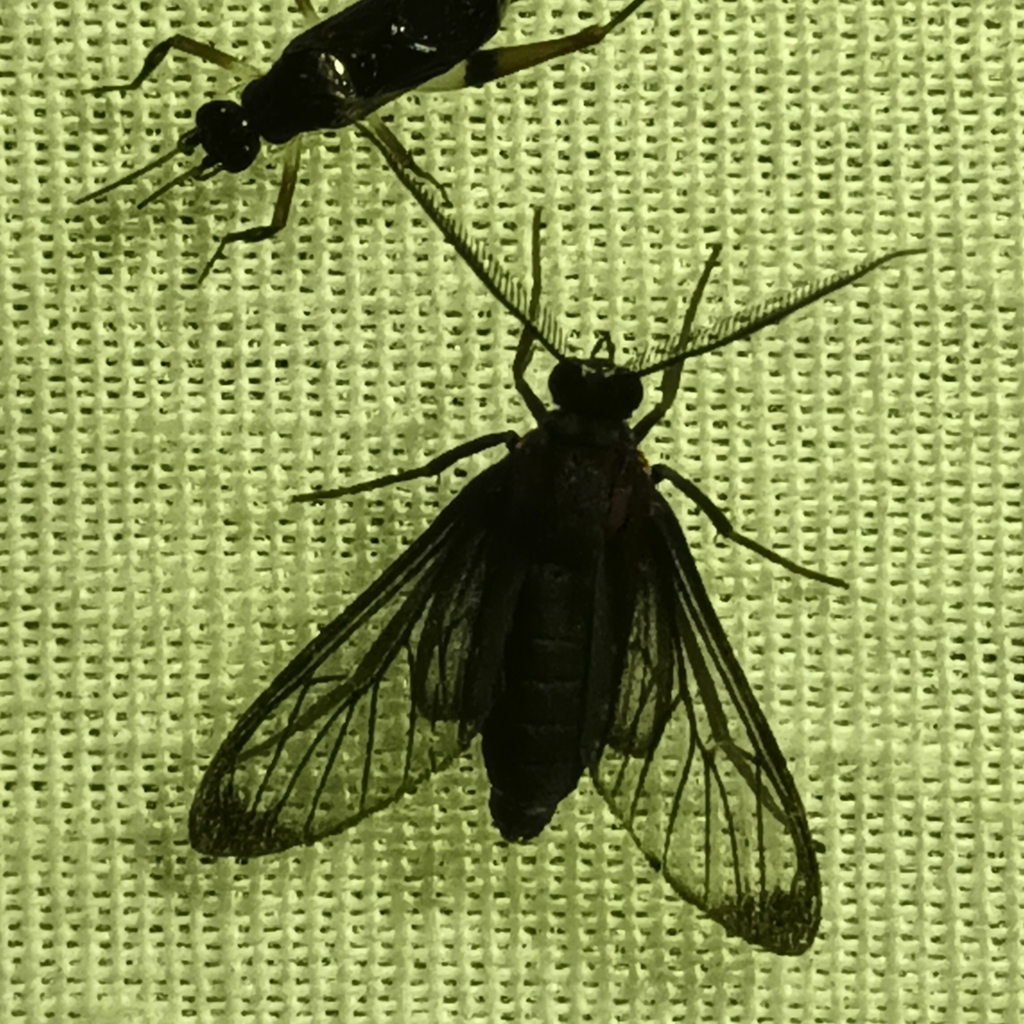 Saurita attenuata