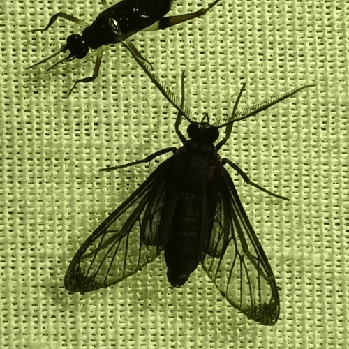 Ichoria chrostosomides