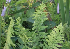 Thelypteris confluens