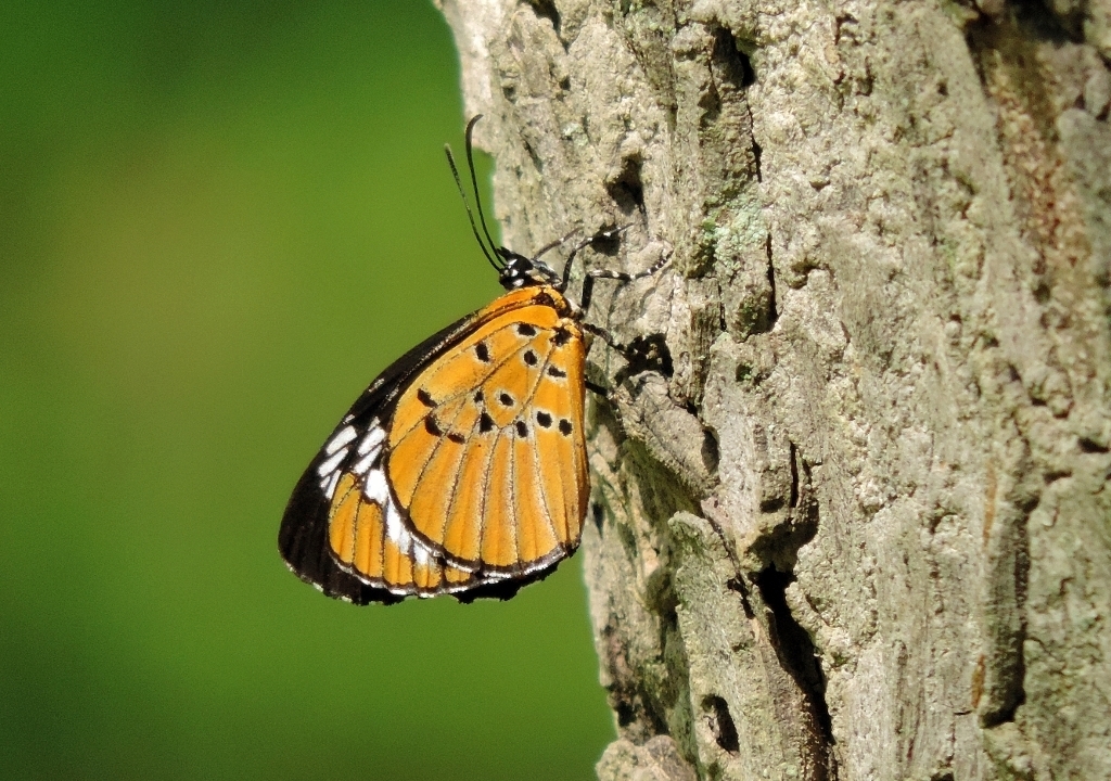 Marshall’s Acraea Mimic