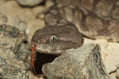 Echis omanensis