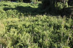 Thelypteris confluens