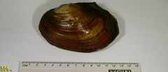 Sinanodonta lauta