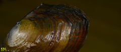 Sinanodonta lauta
