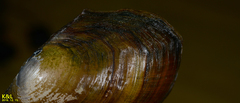 Sinanodonta lauta