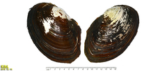 Sinanodonta lauta