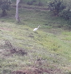 Ardea alba