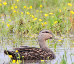 Anas fulvigula maculosa