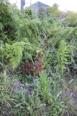Helichrysum fruticans