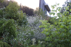 Helichrysum fruticans