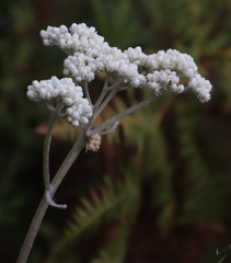 Helichrysum fruticans