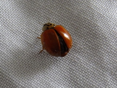 Harmonia axyridis
