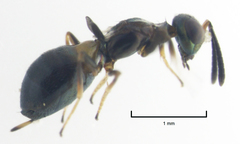 Eupelmus vesicularis