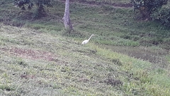 Ardea alba