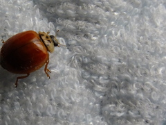 Harmonia axyridis