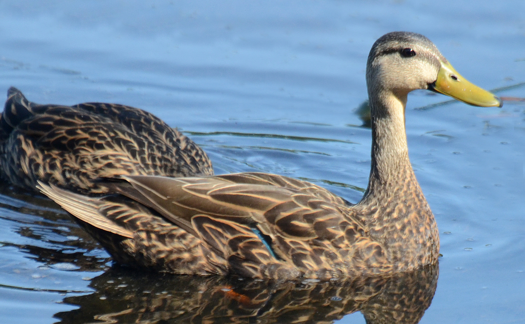 Mottled Duck (Birds of Missouri (Any Time of Year) (Unfinished
