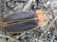 Pyrocoelia praetexta