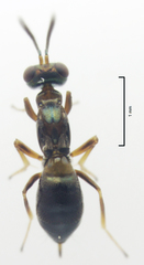 Eupelmus vesicularis