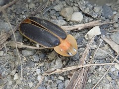 Pyrocoelia praetexta