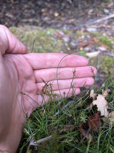 Carex austrotenella observed 2025-02-23