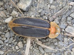 Pyrocoelia praetexta