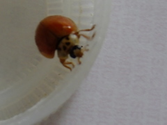 Harmonia axyridis