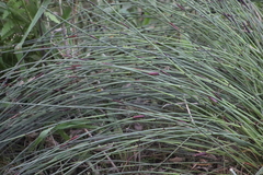 Elegia tectorum