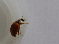 Harmonia axyridis