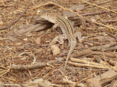 Acanthodactylus margaritae