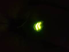 Pyrocoelia praetexta