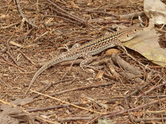 Acanthodactylus margaritae