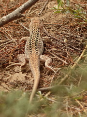 Acanthodactylus margaritae