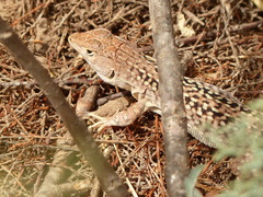 Acanthodactylus margaritae