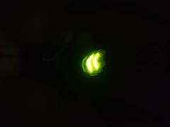 Pyrocoelia praetexta