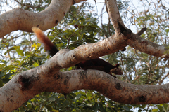 Indian Giant Squirrel photo 4