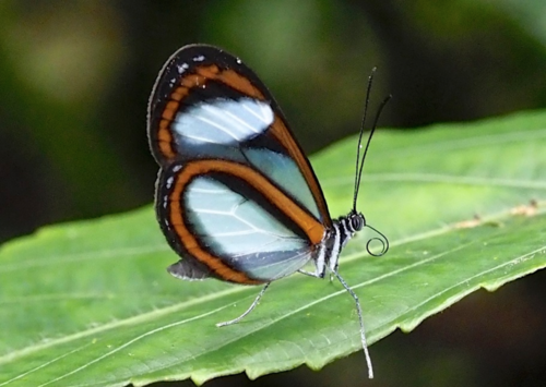 Oleria estella