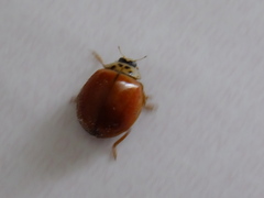 Harmonia axyridis