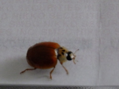 Harmonia axyridis
