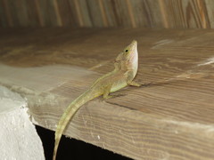 Anolis cristatellus cristatellus